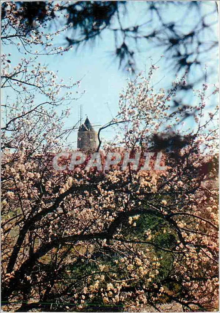 Pfirsichbäume in Blüte am Mühle von A. Daudet — Les Belles Images de Provence, Nr. 3052 - Vorderseite