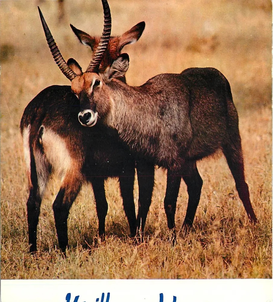 Dois waterbuck — África — editor desconhecido, número de série ilegível - Frente