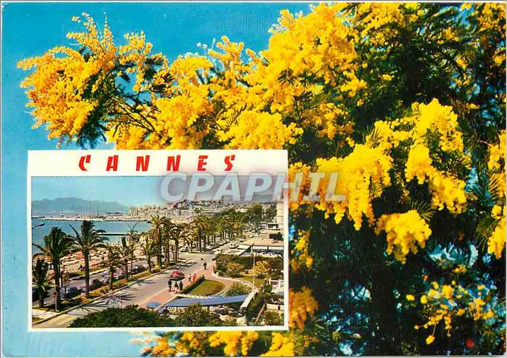 Cannes — vista panorâmica com mimosa — Les Éditions 'MARTIN' Nice - Frente