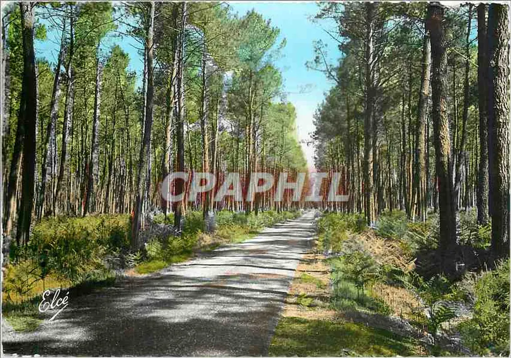 La Lande — A Estrada na Floresta de Pinheiros — L. Chatagnneau, Bordeaux - Frente