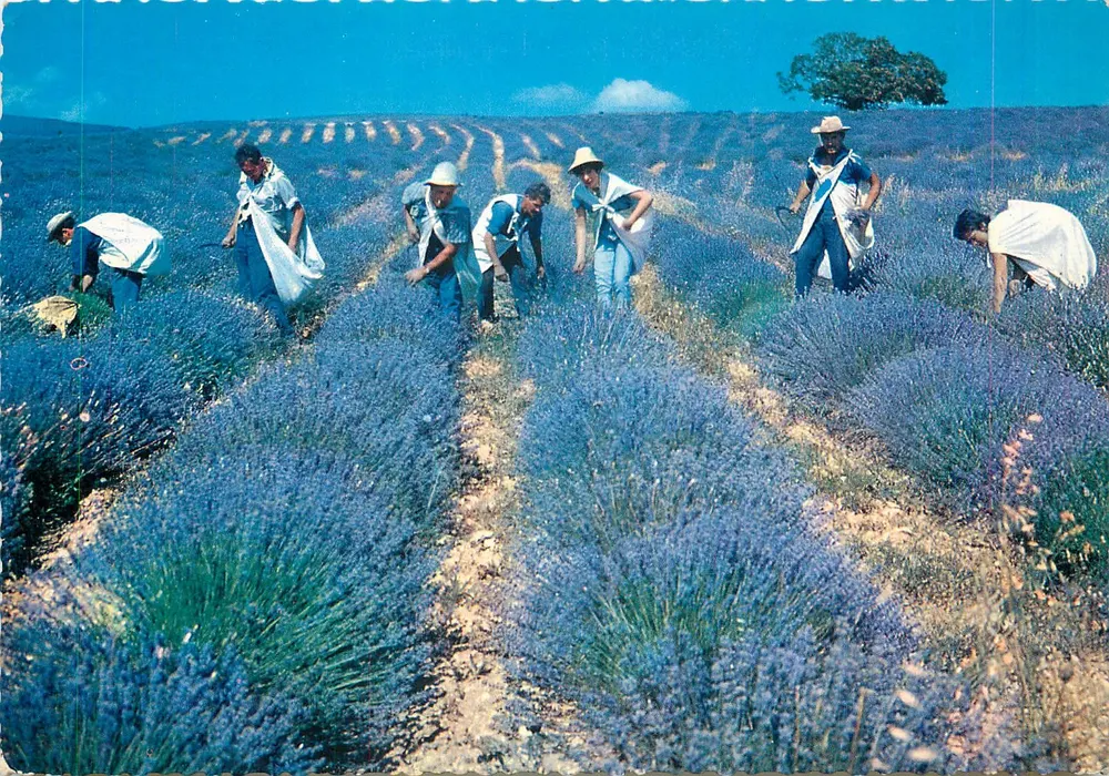 Campos de lavanda na Provência — N.7307 — Éditions Worcolor - Frente