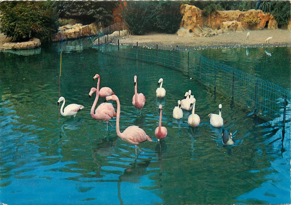 Der Parc de la Tête d'Or; die rosa Flamingos — Editions Lellard, Lyon - Vorderseite