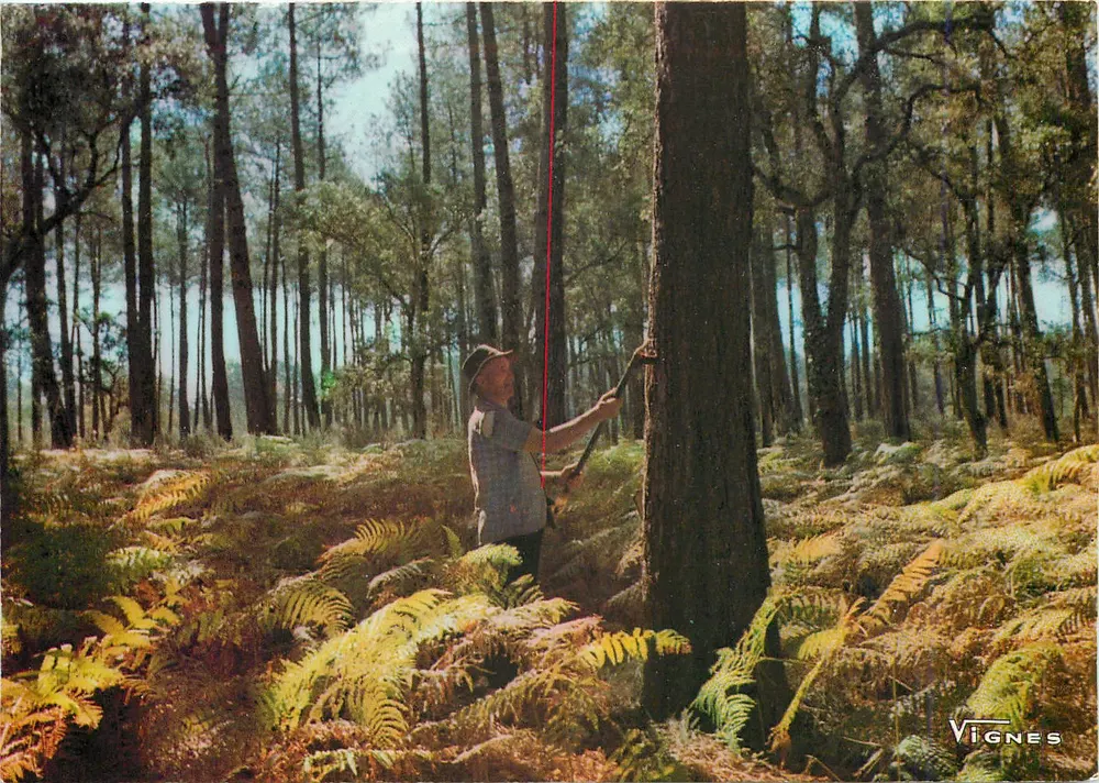 Homem medindo um pinheiro em uma floresta — Vignes — n°819 - Frente