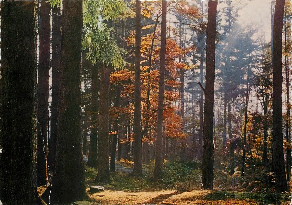 Ein Unterholz — 'NOTRE BELLE FRANCE' — Combier Naturelles - Vorderseite