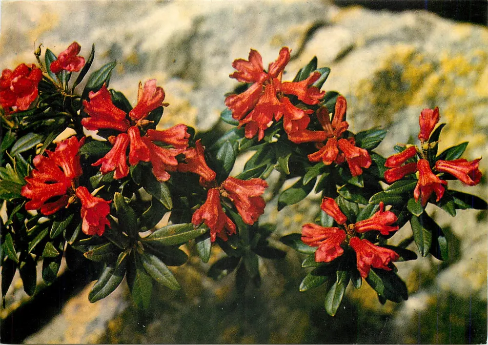 Flores dos Pirineus — Rhododendros — Foto de Artury (França) n°316 - Frente