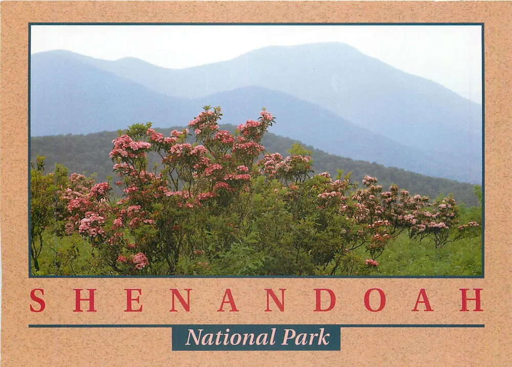 Parque Nacional Shenandoah — vista de flores de laurel das montanhas — n° #17271 - Frente