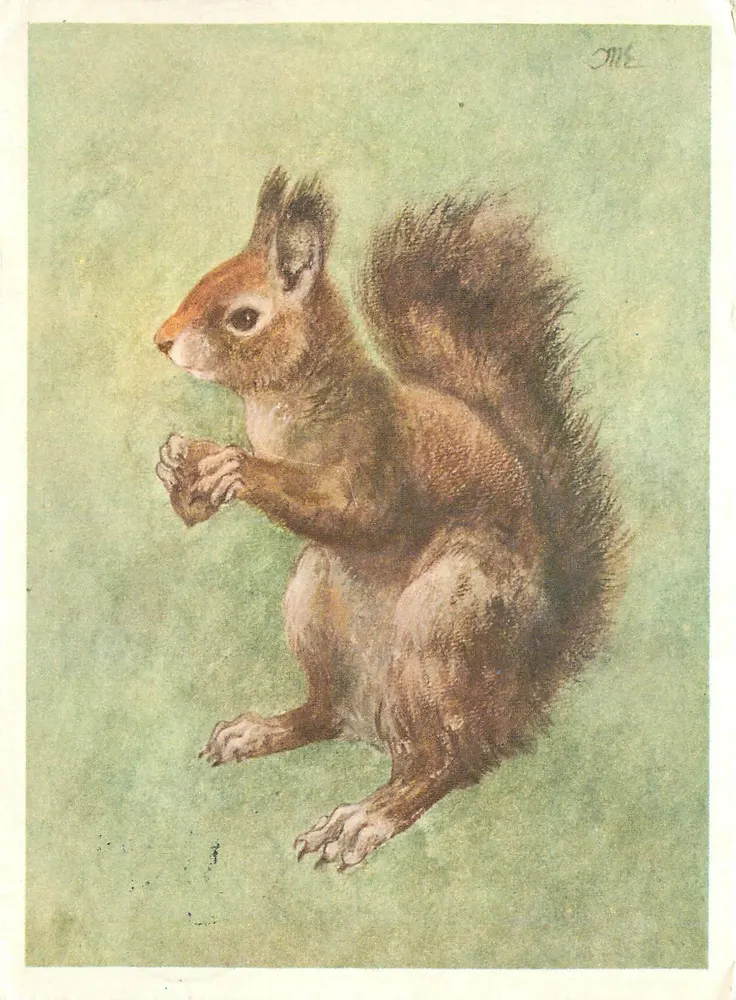 Eichhörnchen — Illustration — Kurt Meyer-Eberhardt, Allianz-Gesellschaften - Vorderseite