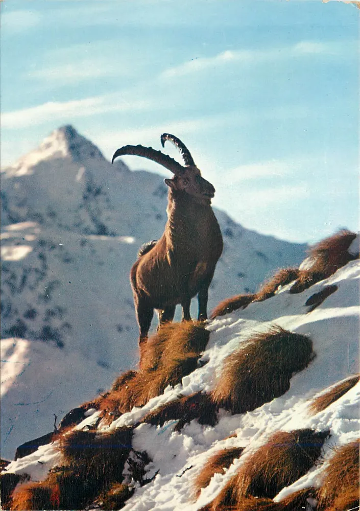 Bighorn Schaf auf dem Gipfel — Sammlung Tiere unserer Berge — Lumicap - Vorderseite