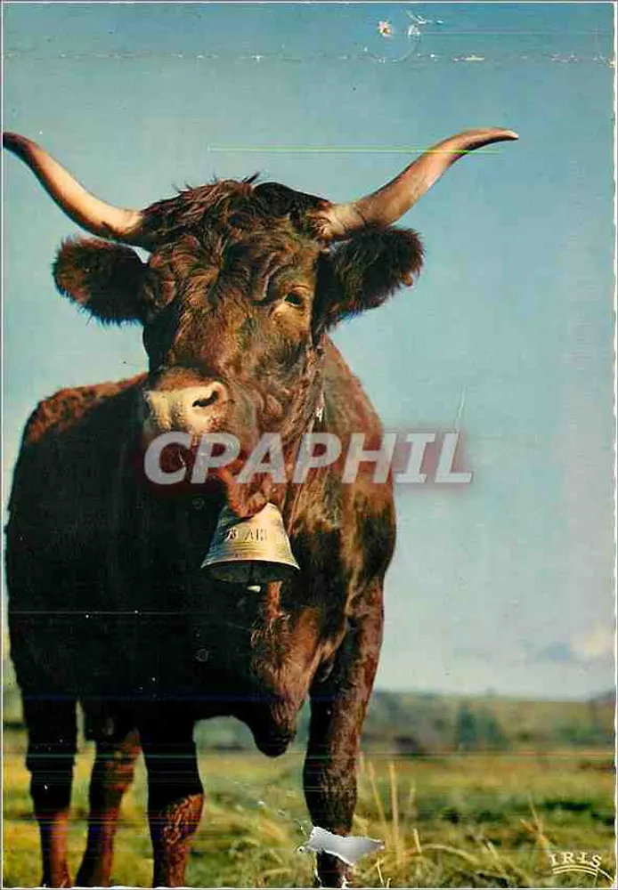 Bœuf à cloche — Pâturages en Auvergne — Éditions Théolase, Limoges - Recto