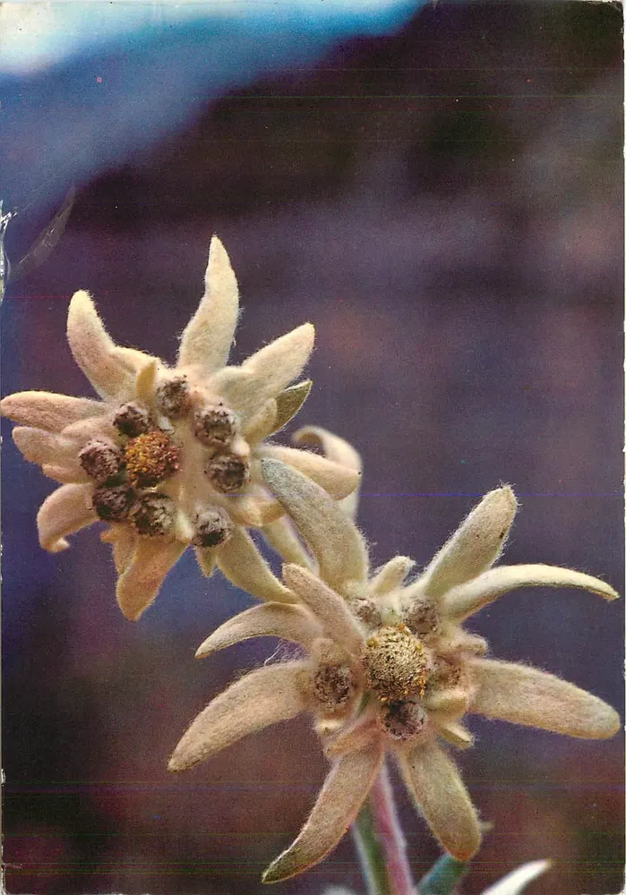 फ्लोर डे निएवे (एडेलवेस) — एडिटर: एडिसिओनेस स्किलो जारगोज़ा — श्रृंखला क्रमांक: B 29125-V - आगे