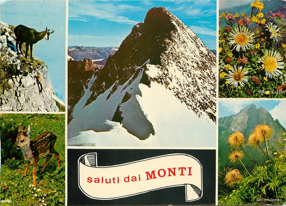 Montagnes alpines — vue panoramique, bouquet de fleurs, chamois et chevreuil — Éditeur: Bergmännle - Frente