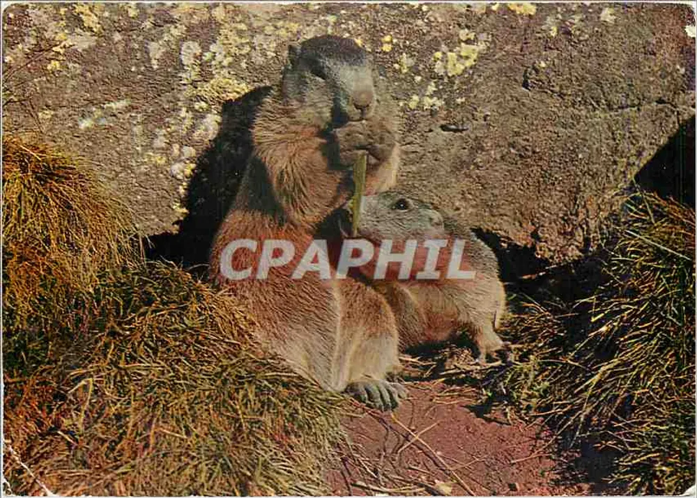 मार्मॉट्स — मरमेल्टाइएर — फैबियानो जॉन फ्रूएर्स्टलिन, संख्या 53 - आगे