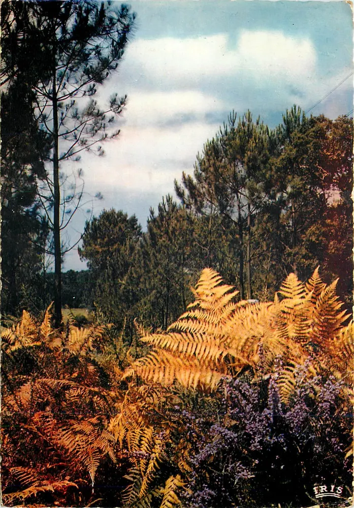 Wald von Limoges — Sein wunderschöner Wald, idealer Klima — Editions « Théélac » - Vorderseite