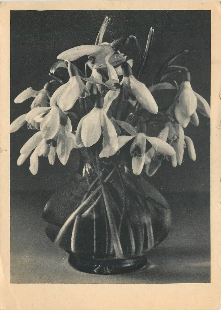 Flores de primavera — buquê de narcisos brancos em um vaso — Schneider-Karte Nr. TH 0094, Rudolf Schneider, Berlin - Frente
