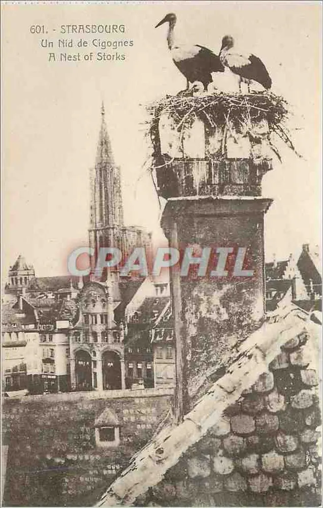 Strasbourg — Ninho de corujas em um campanário — Editor: Bergeret, Strasbourg, n° 601 - Frente