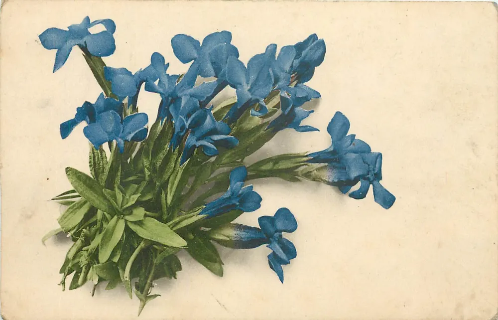 Buquê de flores azuis — gravura — Gravatina & Cie, Bruxelas - Frente