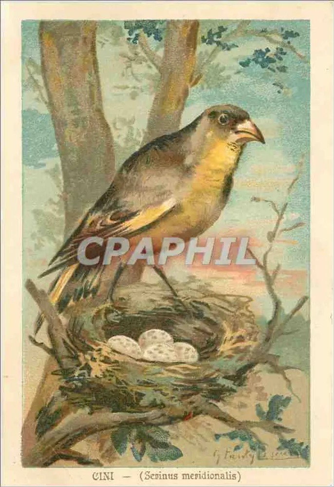 Cini — (Serinus meridionalis) — por F. Fauvry, série - Frente