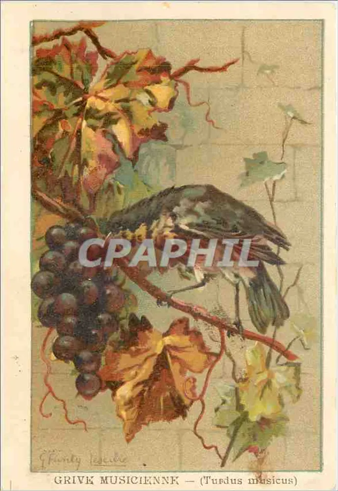 Grive musicienne — (Turdus musicus) — Gravura assinada 'F. Founty Lescaille' - Frente
