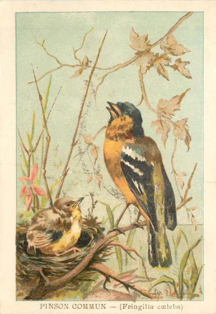 Pintassilgo comum — (Fringilla cælebs) - Frente