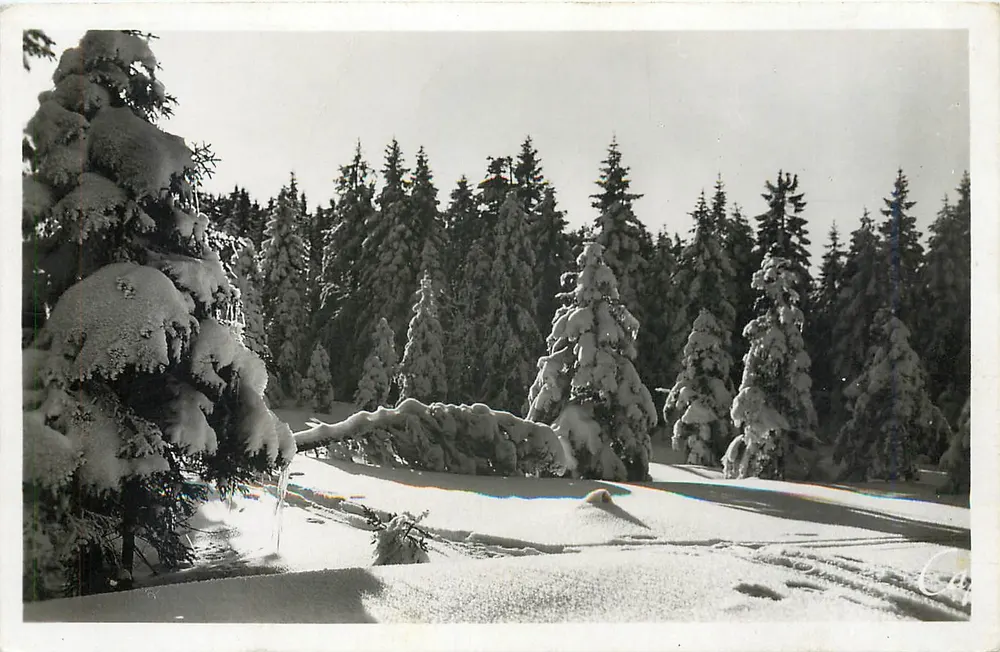 Vosges en hiver — Effet de neige — éditeur REAL-PHOTO, Strasbourg - Frente