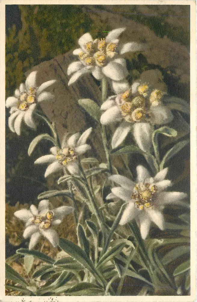 Edelweiss — 1698 Leonopodium alpinum — wydane w Szwajcarii przez Thor & Byger - Awers