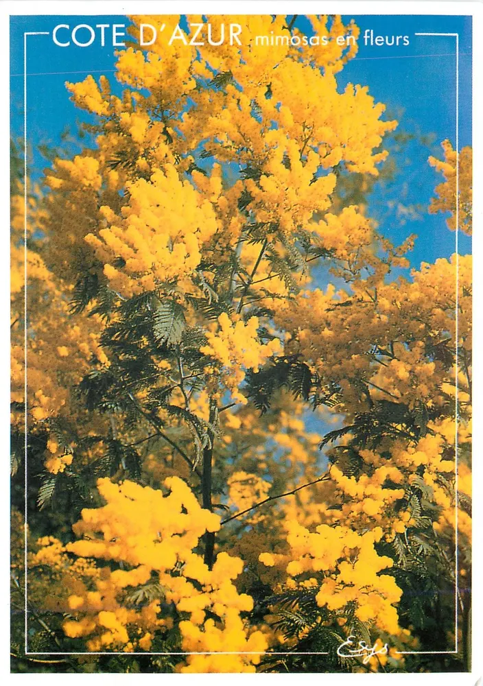 CÔTE D'AZUR — mimosas em flor — Egys - Frente