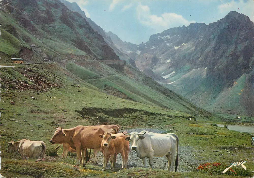 पायरीनीज में गायें - एडिशन जोवे पॉउ-बिलर - श्रृंखला क्रमांक अदृश्य - आगे