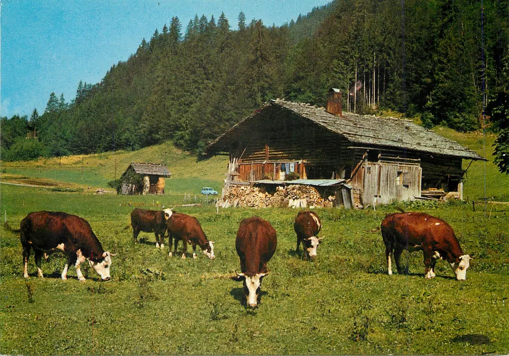 Cattle herd in the mountains — Éditions DELARD — n° F. 30438 - Front