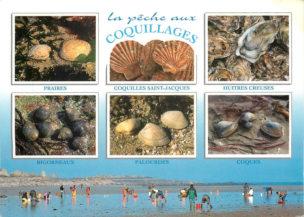Łowienie skorupiaków — Bigorneaux, Koquilles Saint-Jacques, Huitres Creuses, Palourdes, Coques — Éditions de Bretagne - Awers
