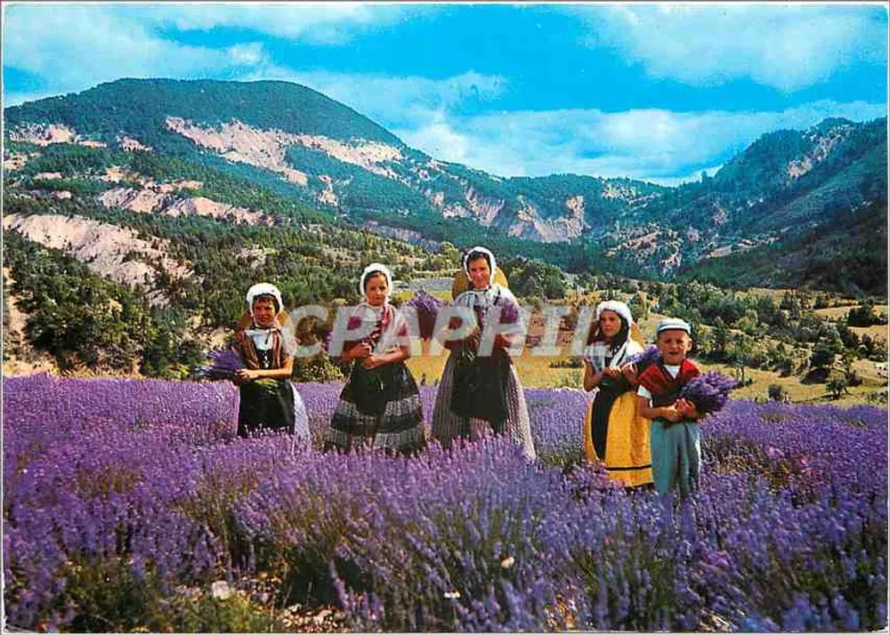 लवंडर एकत्रित करती महिलाएं — संस्करण कूएलेट डी ला लवांड — एफ.30111 - आगे