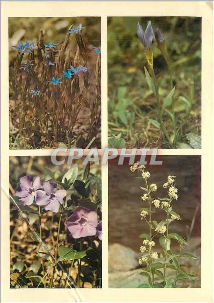 Quatro flores alpinas — Châtel-Guyon, França — Editor Turismo Auvergne - Frente