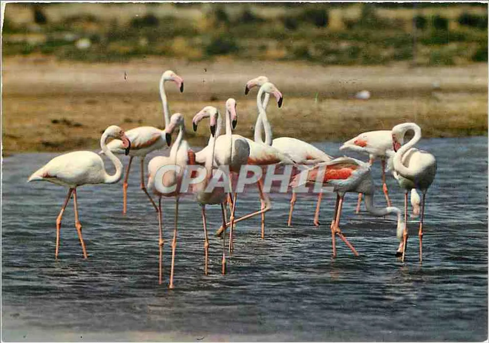 Rosaflamingos — Camargue (13) — Vienne-Jacana Editions - Vorderseite