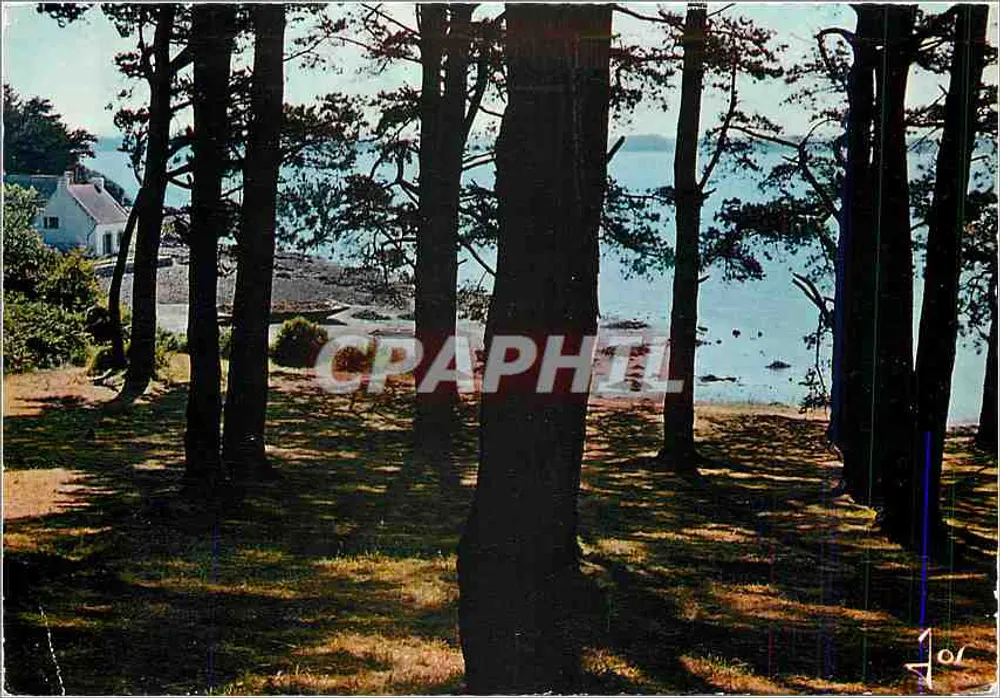 Vista della costa in mezzo alla foresta — Saint-Nazaire — editore Mexichrome - Recto