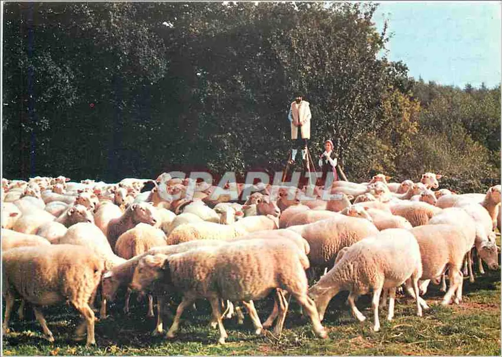 Ovelhas em pastagem — Editor: Studio C.E.L. — Número de série: 10115 - Frente