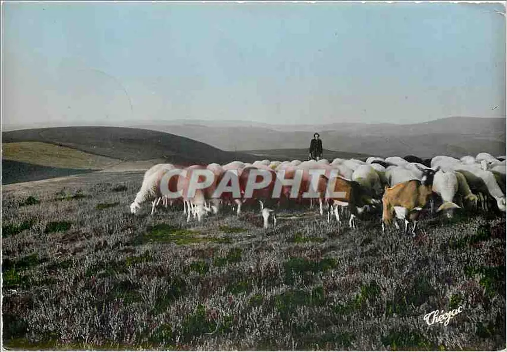 Landschaft mit Herde — Chézac, Verlag - Vorderseite