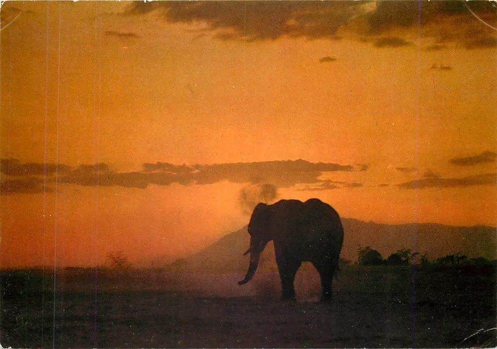 Elefant bei Sonnenaufgang — Wildnis Ostafrika — Verlag Sampa Studio, Nr. 344 - Vorderseite