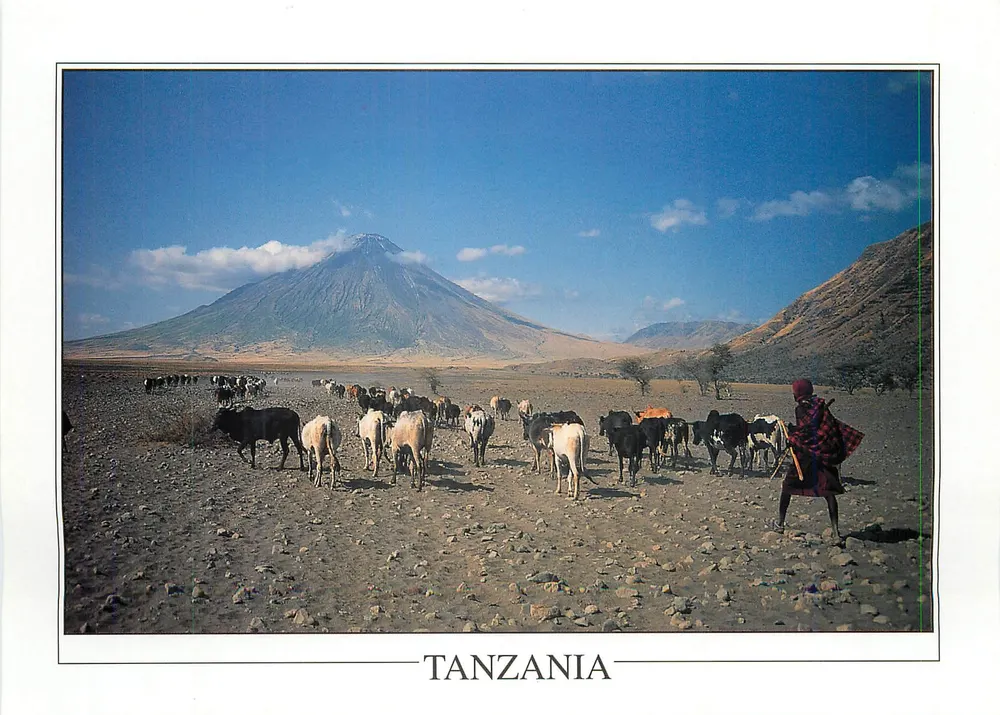 Masai mit Rindern — Berg Oldonyo Lengai im Hintergrund — Gallery Publications, Nr. GA147 - Vorderseite