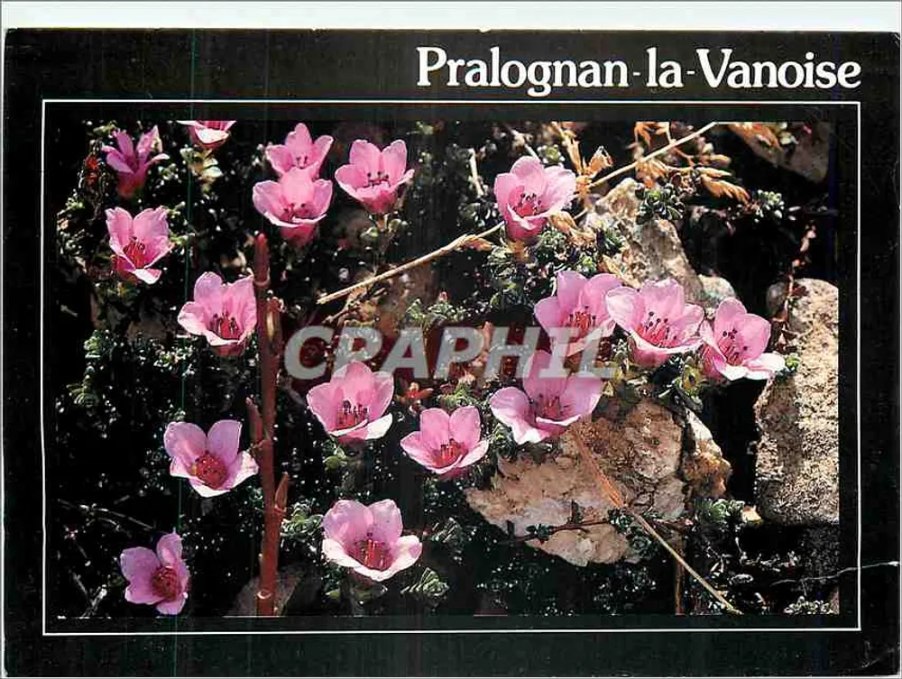 Pralognan-la-Vanoise — różowe kwiaty na skałach - Awers