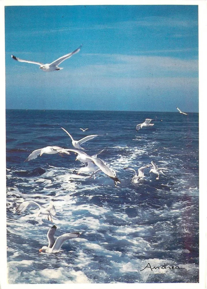 Voo de gaivotas — Andriéa — Éditions Andriéa, La Baule - Frente