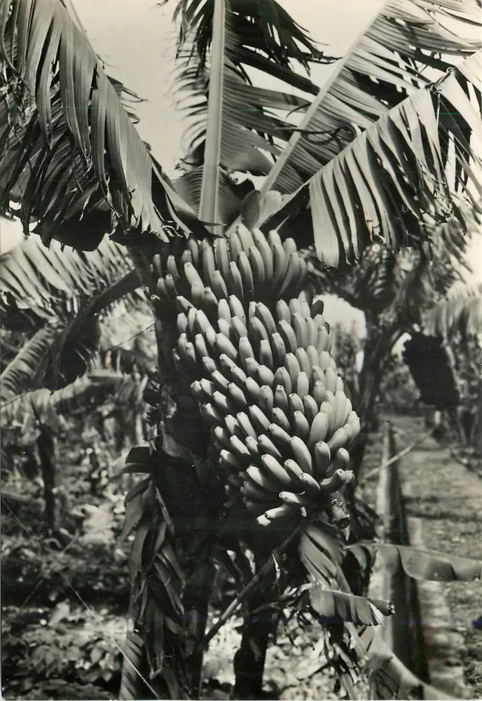 Platanera with its fruit — Tenerife (Canaries) — Photographs by A. Campana and J. P. Canaleiro, Series I, No. 734 - Front