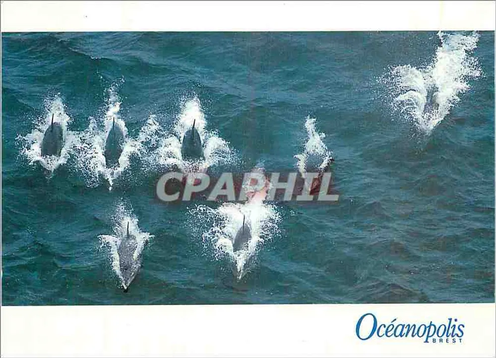 Botos — Grupo de Botos-grandes ao largo de Molène — Océanopolis Brest - Frente