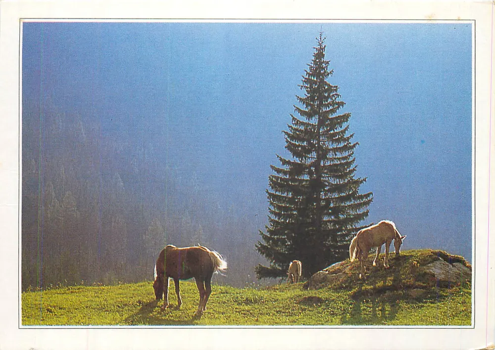 Cavalos Lipizzans — Tirol — OSTERREICH III-G1 - Frente