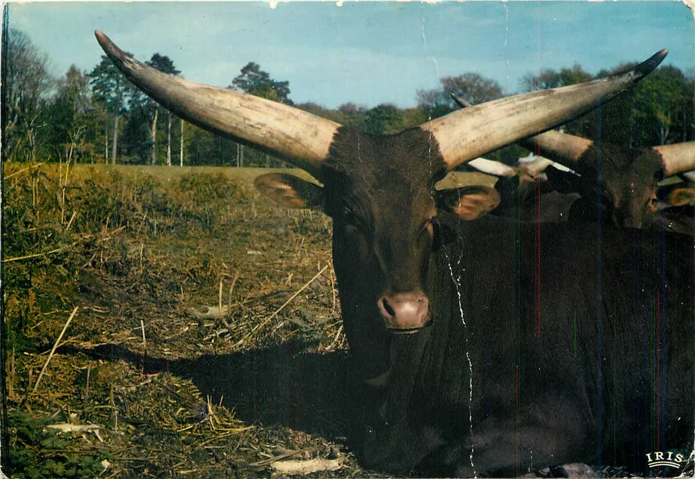 Watussi-Rinder — Afrikanische Reserve des Schlosses Thoiry (Yvelines-78) — Éditions Diplomate - Vorderseite
