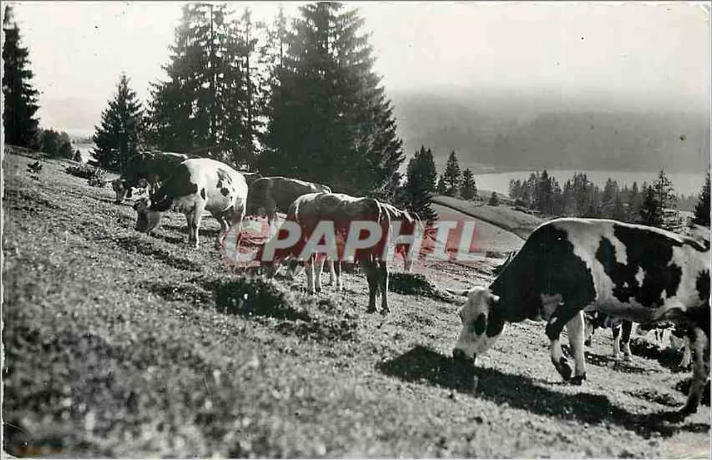 Les Paturages — La Franche-Comté Pittoresque — Édition et Photo E. PROCTEN, Dole - 앞면