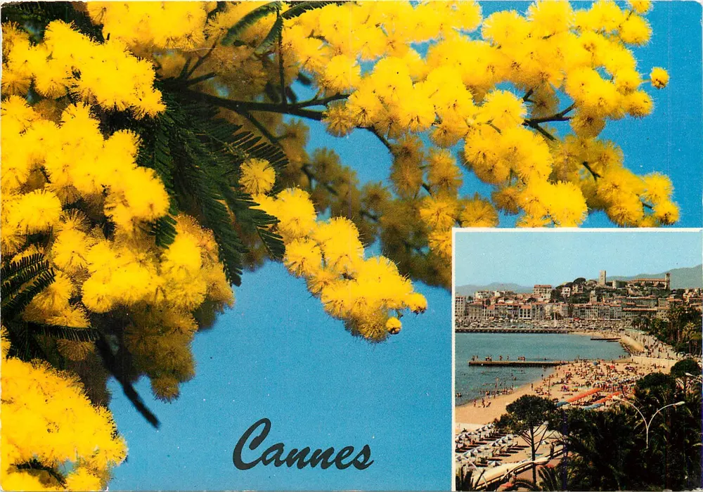 Cannes — flores de mimosa e vista da praia — Éditions d'Art Altamira, n°1260 - Frente