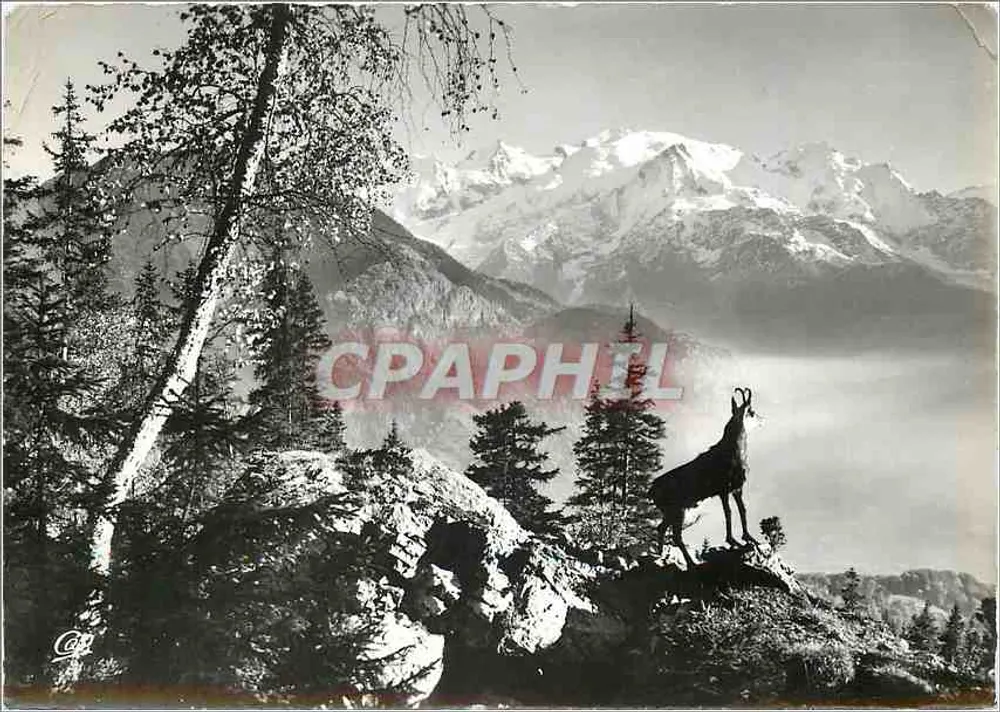 Un Chamois frente al Macizo del Monte Blano — Réal-Photo, n° 2522 - Anverso