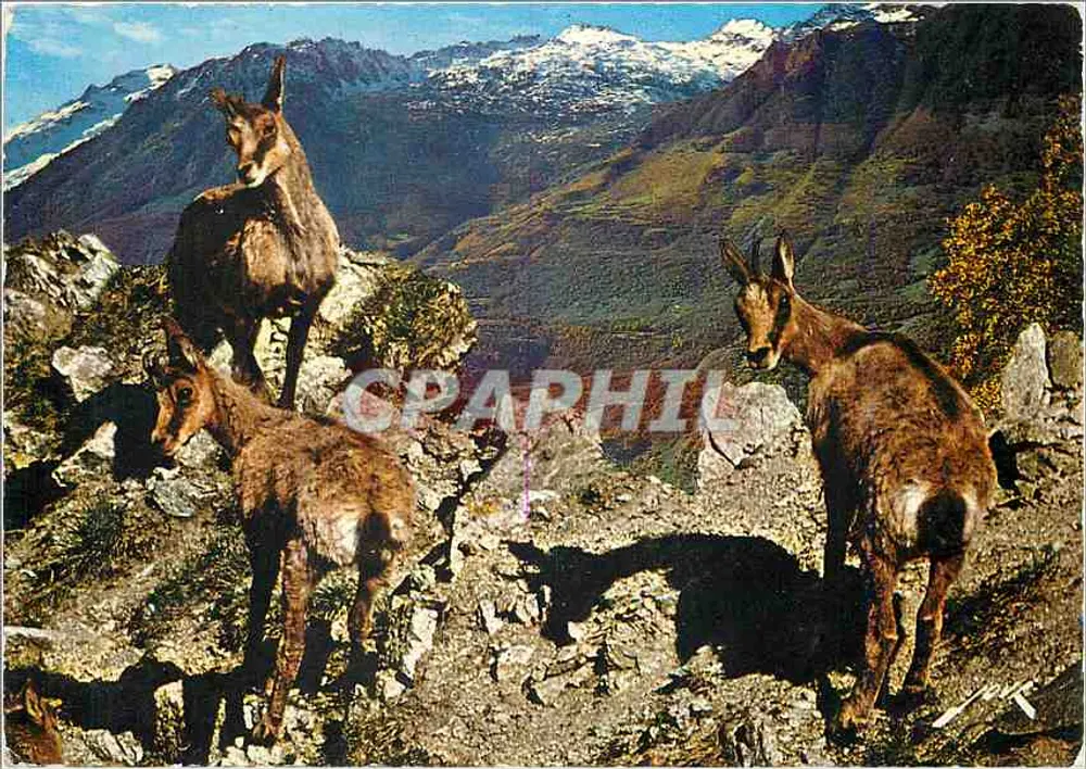 तीन चमोइयों — पिरेनीयों — जोवे के छापा — 3009 - आगे
