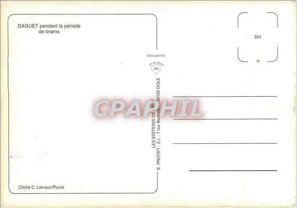 DAGUET — Cervo macho durante a época de rutura — Edições Daguet, n°354 - Verso
