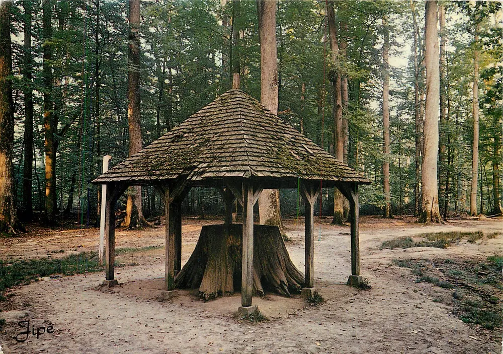 Antiguo Roble Boppe — Bosque de Bercé (Sarthe) — Ediciones JIPE - Anverso