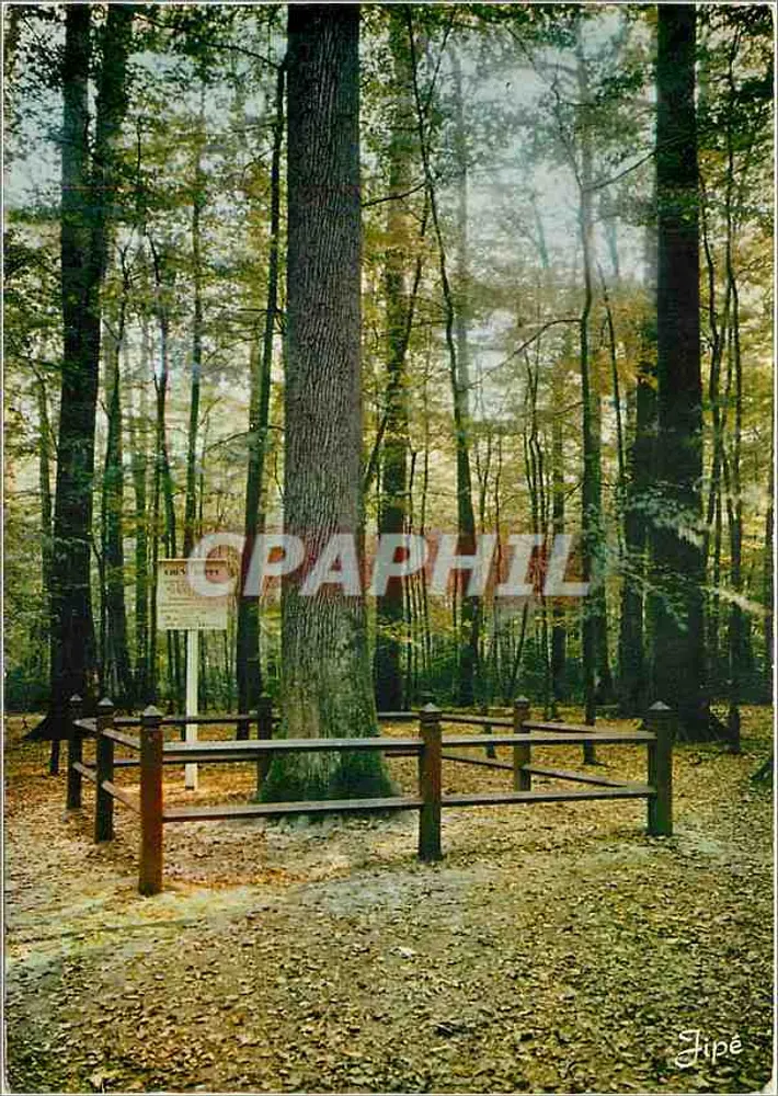 Wald von BERCÉ (Sarthe) — Eiche Boppe — Editions Jipé - Vorderseite